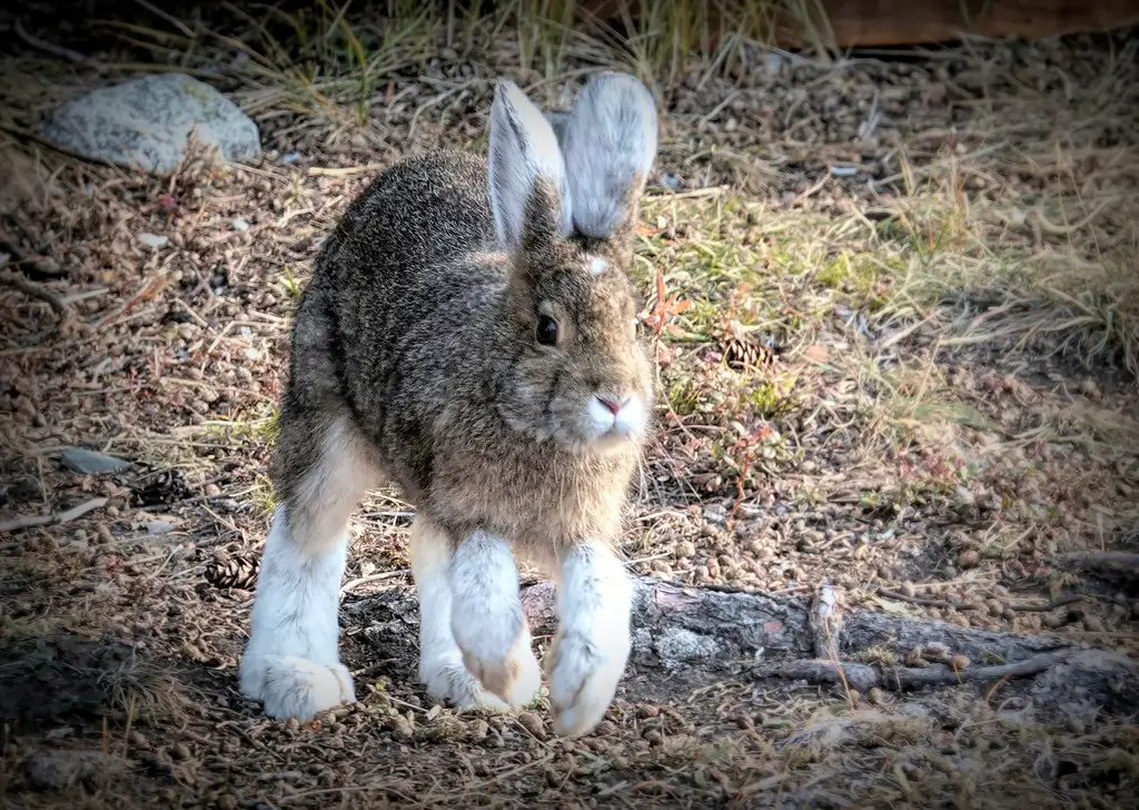 Alaska Rabbit Care Sheet | Here Bunny