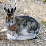 Alaska Rabbit Care Sheet