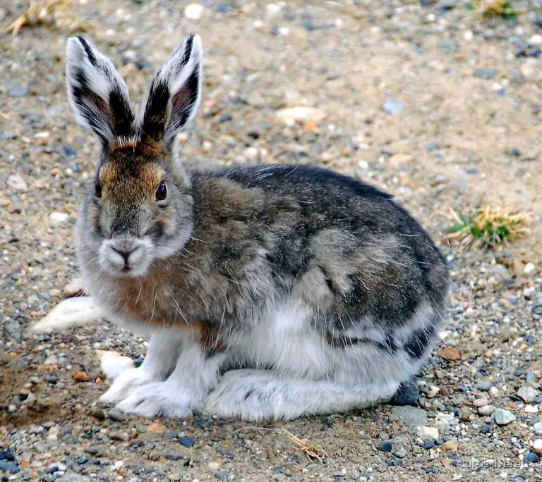 Alaska Rabbit Care Sheet | Here Bunny