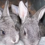 American Chinchilla Rabbit Care Sheet