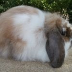 American Fuzzy Lop Rabbit Care Sheet