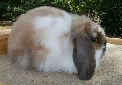 american fuzzy lop rabbit care sheet here bunny american fuzzy lop rabbit care sheet here bunny