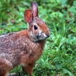 Appalachian Cottontail Rabbit Care Sheet
