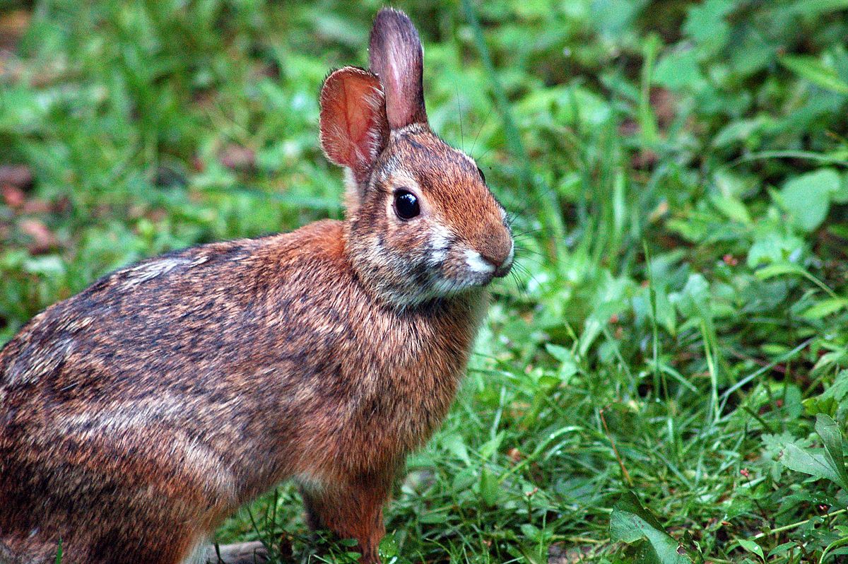 Appalachian Cottontail Rabbit Care Sheet