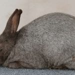 Argente Brun Rabbit Care Sheet