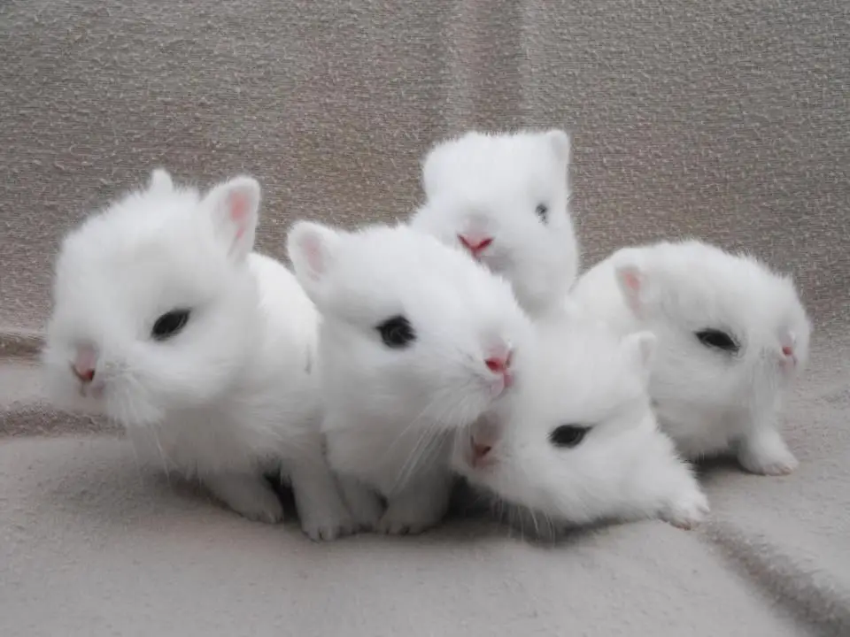 Dwarf Hotot Rabbit Care Sheet