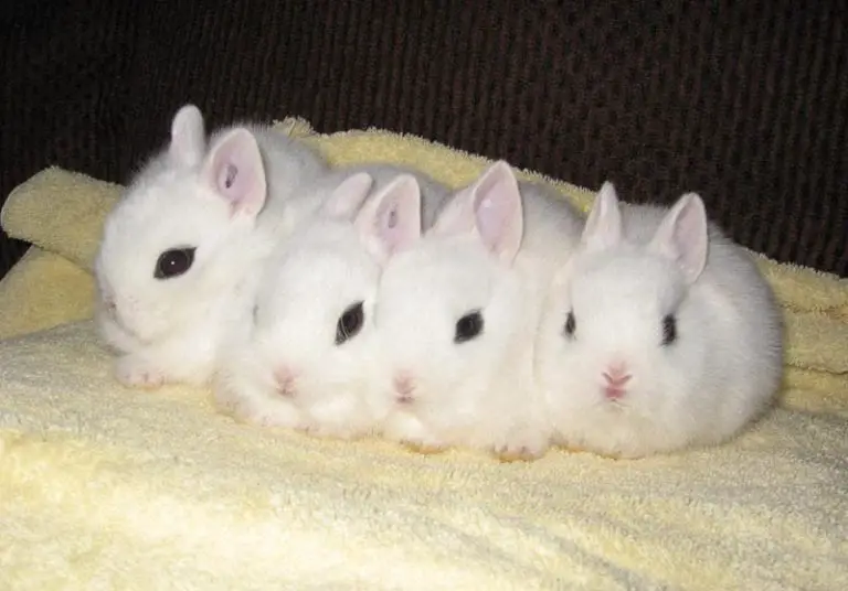 Dwarf Hotot Rabbit Care Sheet Here Bunny