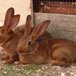 Belgian Hare Rabbit Care Sheet