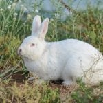 Blanc de Bouscat Rabbit Care Sheet