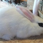 Blanc de Hotot Rabbit Care Sheet