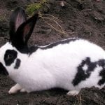 Blanc de Popielno Rabbit Care Sheet