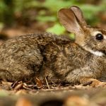 Brazilian Rabbit Care Sheet