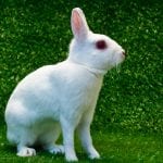Britannia Petite Rabbit Care Sheet