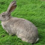 British Giant Rabbit Care Sheet
