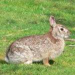Brush Rabbit Care Sheet