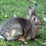 Bunyoro Rabbit Care Sheet