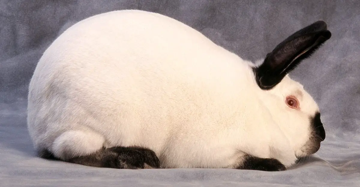 Californian Rabbit Care Sheet Here Bunny