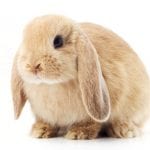 Cashmere Lop Rabbit Care Sheet