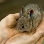 Columbia Basin Pygmy Rabbit Care Sheet