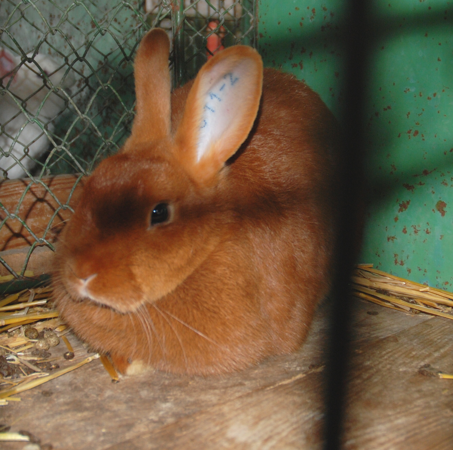 Czech Red Rabbit Care Sheet