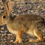 Desert Cottontail Rabbit Care Sheet