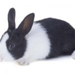 Dutch Rabbit Care Sheet