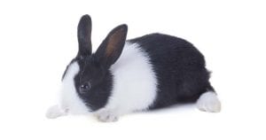 Dutch Rabbit Care Sheet - Here Bunny