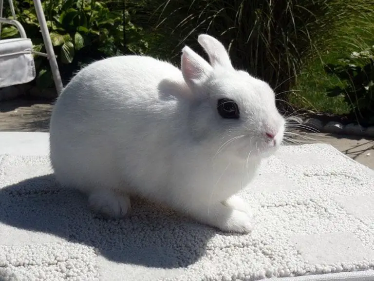 Dwarf Hotot Rabbit Care Sheet Here Bunny