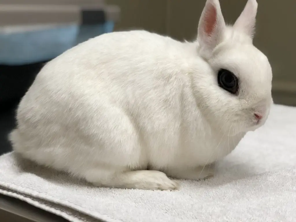 dwarf hotot baby