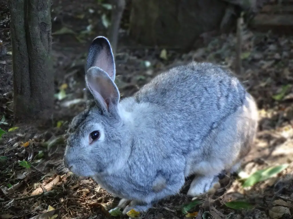 American Chinchilla Rabbit Care Sheet | Here Bunny