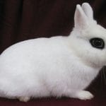 Dwarf Hotot Rabbit Care Sheet