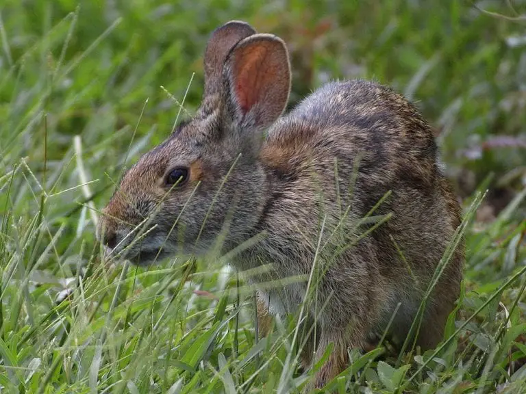 Dice's Cottontail Rabbit Care Sheet | Here Bunny