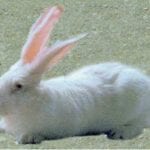 Bauscat Rabbit Care Sheet
