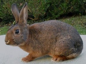 brown chestnut of lorraine rabbit        
        <figure class=