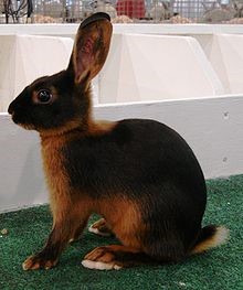 Brown Chestnut of Lorraine Rabbit Care Sheet