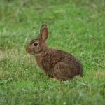 Eastern Cottontail Rabbit Care Sheet
