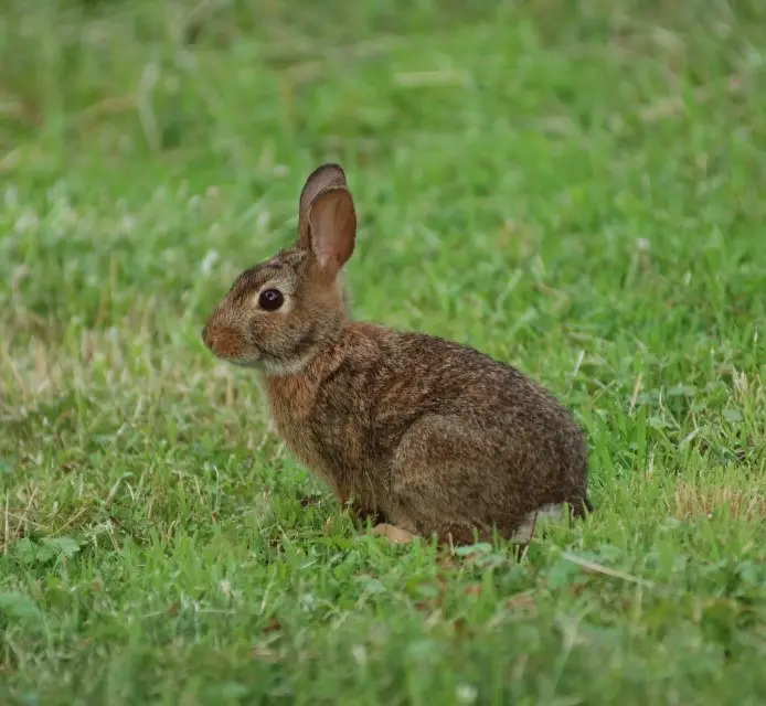 Eastern Cottontail Rabbit Care Sheet