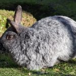 Enderby Island Rabbit Care Sheet