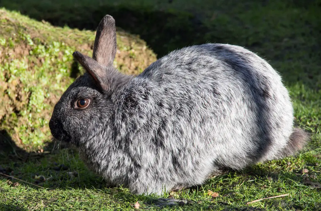 Enderby Island Rabbit Care Sheet