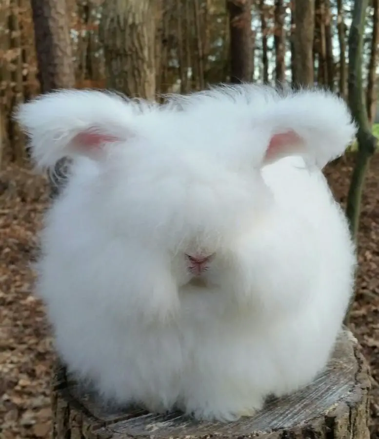 baby angora rabbit