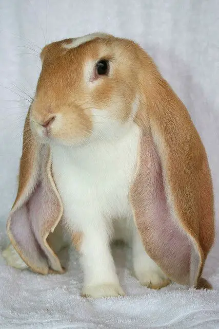 English Lop Rabbit Care Sheet