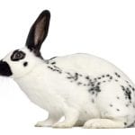 English Spot Rabbit Care Sheet