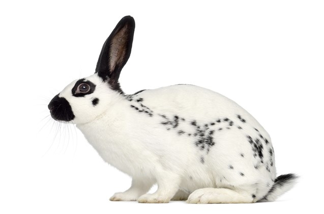 English Spot Rabbit Care Sheet