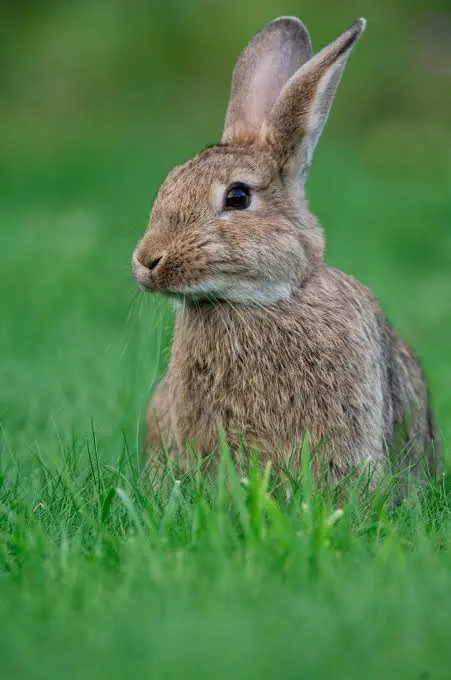 European Rabbit Care Sheet | Here Bunny