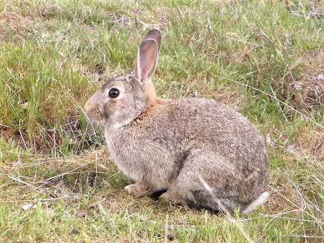 European Rabbit Care Sheet