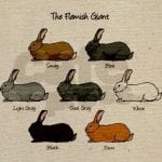 Flemish Giant Rabbit Care Sheet | Here Bunny