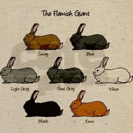 Flemish Giant Color Chart