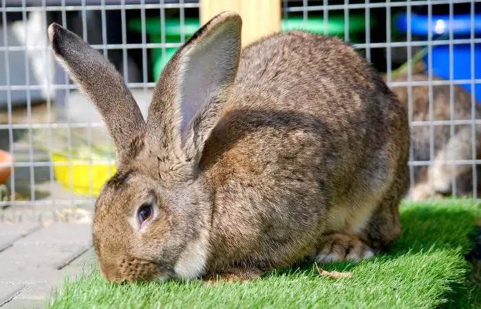 Flemish Giant Rabbit Care Sheet | Here Bunny