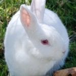 Florida White Rabbit Care Sheet