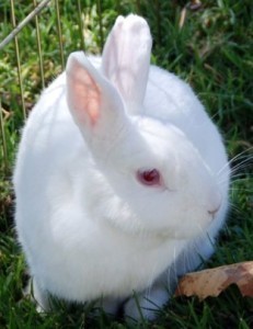 Florida White Rabbit Care Sheet